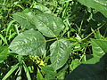 Feuille (Vigna unguiculata).