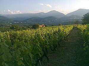 Vineyard that produces the local Xinomavro variety in the area of Naoussa.