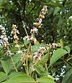 Vitex altissima