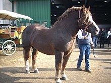 Dans la cour d'un hall d'exposition, un cheval massif alezan à l’impressionnante encolure est tenu en licol.