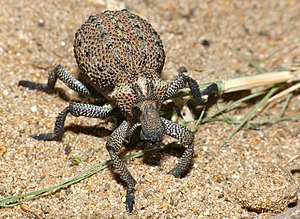 Довгоносик з роду Brachycerus. Південна Африка, Національний парк Крюгера.