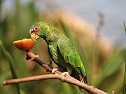 A green parrot with a red face, a white-and-blue forehead, and grey eye-spots