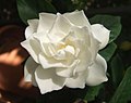 Gardenia jasminoides 'Plena'