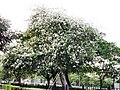 Ceiba speciosa, white flowers