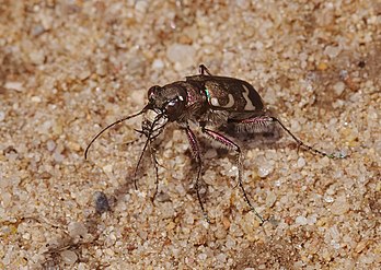 Besouro-tigre (Cicindela hybrida) na margem do rio Mulde, Eilenburg, Saxônia, Alemanha. Com um comprimento de cerca de 14 a 20 milímetros, este besouro explora o chão enquanto caminha e voa e agarra tudo o que consegue segurar, principalmente formigas e outros insetos. Tanto o besouro adulto quanto a larva são equipados com grandes mandíbulas e são predadores ferozes. A larva espera em um buraco no chão pela presa que passa. O besouro-tigre pode ser encontrado em solo arenoso nu ou com vegetação esparsa, especialmente em locais secos e quentes, como caminhos arenosos em florestas de coníferas ou mistas e montes de areia. (definição 2 770 × 1 969)