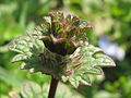 Яснотка стеблеобъемлющая (Lamium amplexicaule)