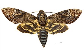 Dorsal side