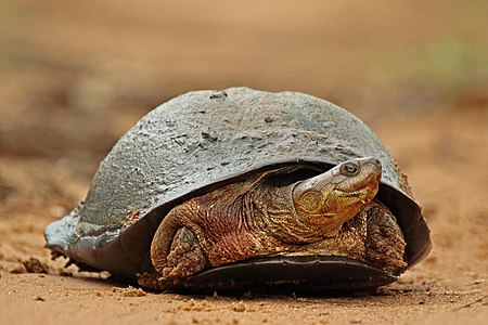 African helmeted turtle, by Charlesjsharp