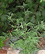 Petite herbe à poux