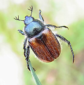 Anisoplia villosa