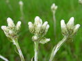 Antennaria neglecta