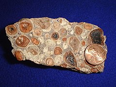 A slab of bauxite displaying brown orbicular formations which are approximately the size of the one cent coin which lies on top of the slab.