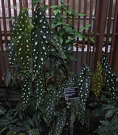 Description de l'image Begonia maculata - JBM.jpg.