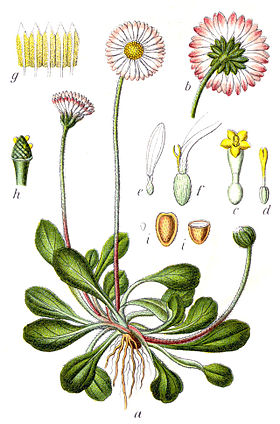 Bellis perennis ou margarida-vulgar em ilustração