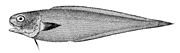 Cusk-eel Benthocometes robustus