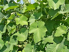 Feuilles du bourboulenc B.