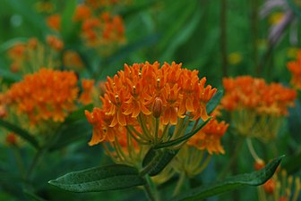 Butterfly Milkweed