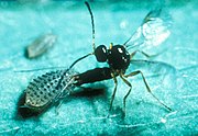 A parasitoid wasp ovipositing into an aphid[155]