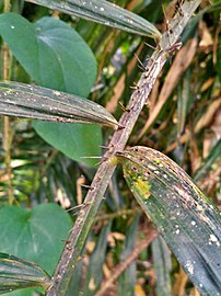 Rachis with spines