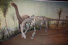 Camarasaurus on display