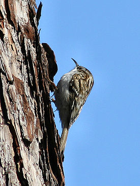 Обыкновенная пищуха (Certhia familiaris)