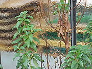 Young branches with the large leaves.