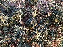 Citrullus Colocynthis Fruit in Behbahan