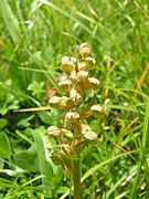 Dactylorhiza viridis.