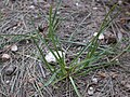 Листя Colchicum stevenii