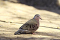 Rolita (Columbina passerina)