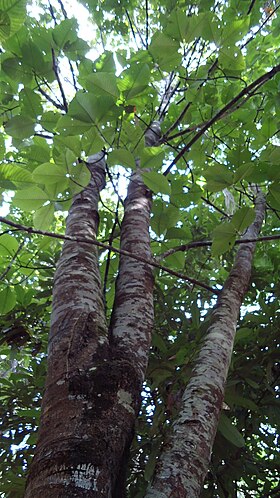 Couma macrocarpa na Universidade Nacional da Colômbia, em Letícia, na Colômbia