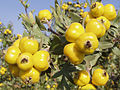 Crataegus pojarkovae — Боярышник Поярковой