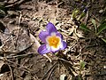 Crocus sieberi subsp. sublimis 'Tricolor' close-up