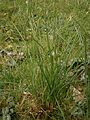 Crocus sativus leaves