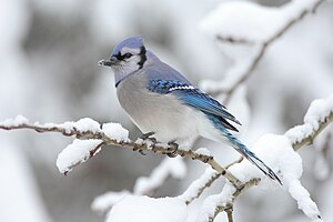 העורבני הכחול נפוץ מדרום קנדה, דרך מזרח ומרכז ארצות הברית עד לפלורידה וצפון מזרח טקסס.