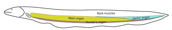 Diagram of the locations of the electric organs of an electric eel.