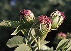 Fruto de Rosa, el escaramujo o cinorrodon.