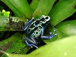 Arten färgaregroda (Dendrobates tinctorius).