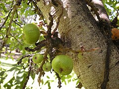 Description de l'image Ficus racemosa fructescence.jpg.