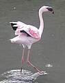 Phoenicopterus minor