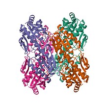 Mosser R, Reddy MC, Bruning JB, Sacchettini JC, Reinhart GD. Redefining the role of the quaternary shift in Bacillus stearothermophilus phosphofructokinase. Biochemistry. 2013 Aug 13;52(32):5421-9. doi: 10.1021/bi4002503. Epub 2013 Jul 31. PMID: 23859543; PMCID: PMC3785328.