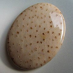 An oval palmwood cabochon in a buff color with dark dots formed when sclerenchyma structures in the wood was replaced by chalcedony.