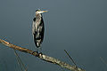 Great blue heron