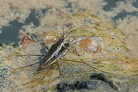 Par de Gerris lacustris (cópula).