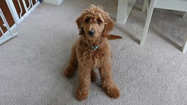 Red goldendoodle