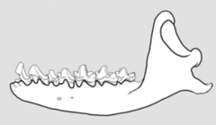 Description de l'image Greater Cuban nesophontes jaw.png.