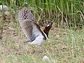 Raised-wing display of a female