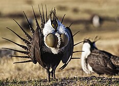 A brown and white sage-grouse approximately two feet tall, standing on dried grass with two inflated dark yellow sacs on its chest