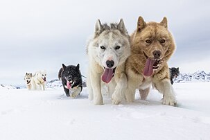 Chiens du Groenland tirant un traîneau à Kulusuk. (définition réelle 5 661 × 3 773)