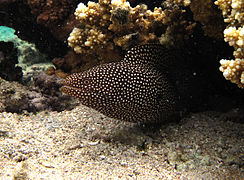 Gymnothorax meleagris